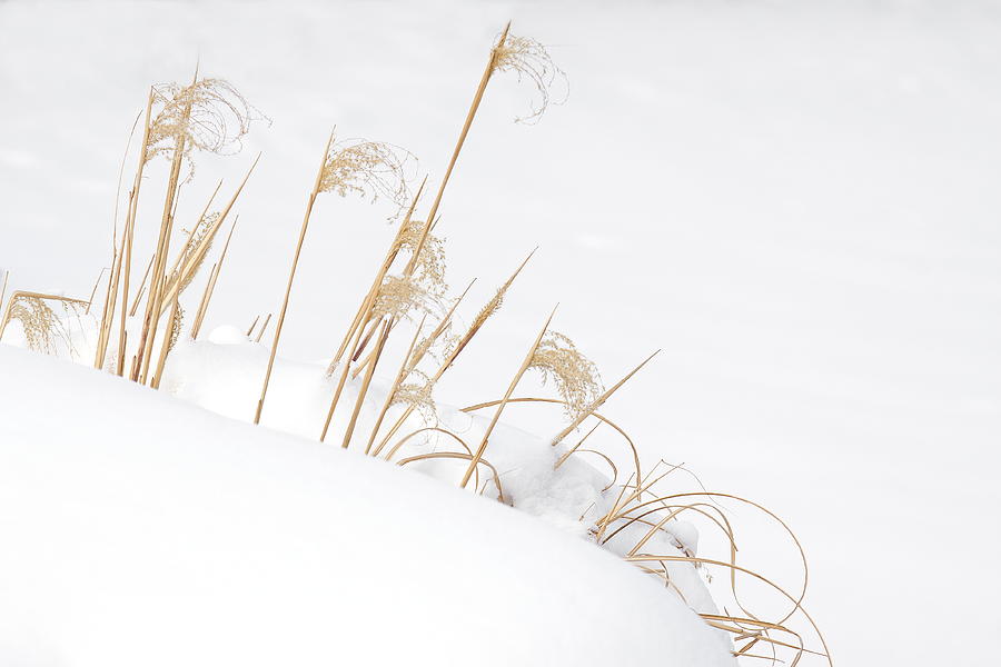 West Falls Winter Grass Photograph by Don Nieman