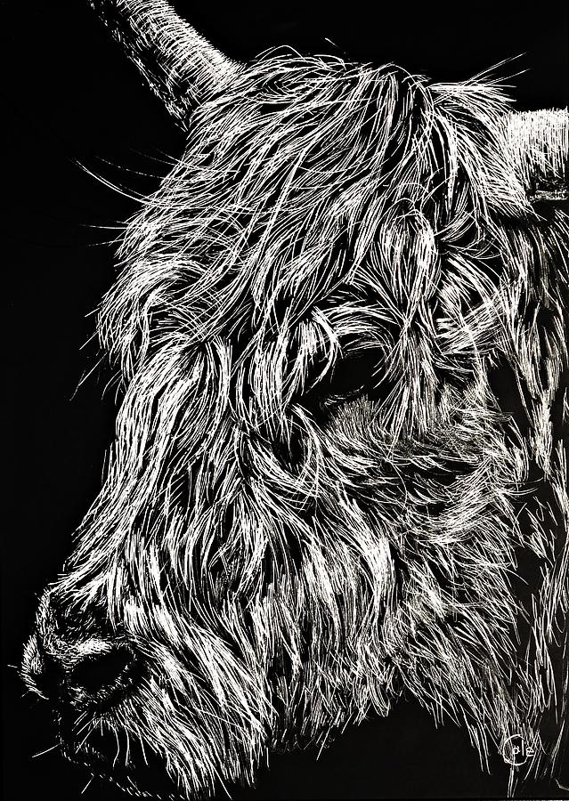 https://images.fineartamerica.com/images-medium-large-5/west-highland-cattle-scratch-art-high-park-zoo-nathan-cole.jpg
