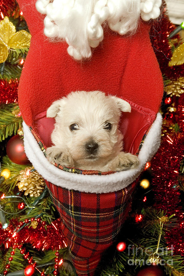 West Highland Terrier At Christmas Photograph by Jean-Michel Labat