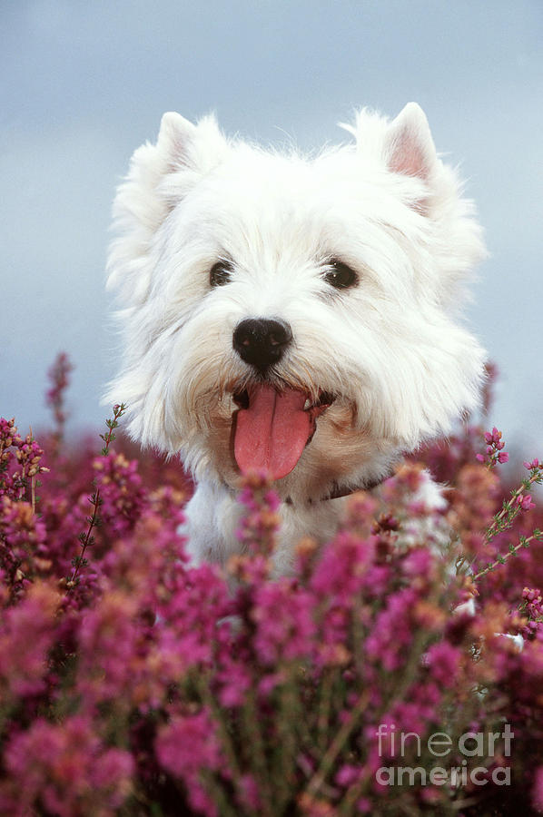 West Highland Terrier Dog In Heather Photograph by John Daniels