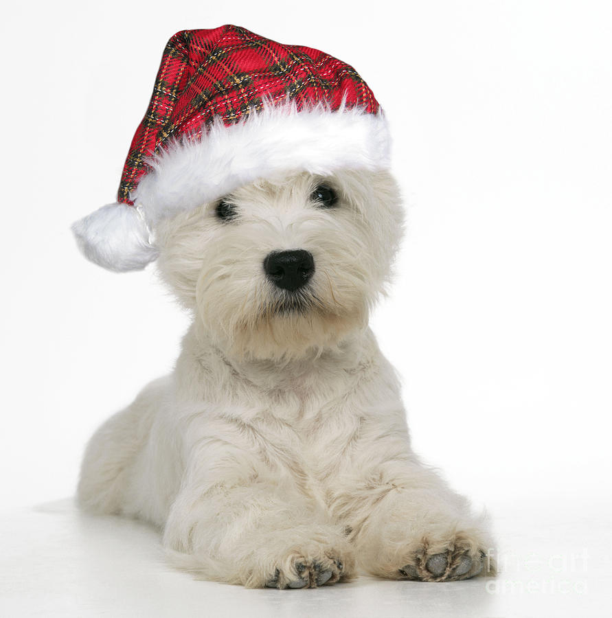 West Highland Terrier Dog Photograph by John Daniels