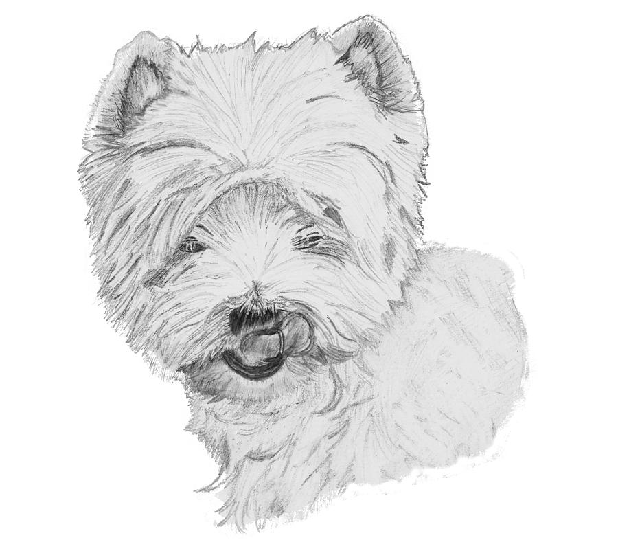West Highland Terrier Drawing Drawing by Catherine Roberts Fine Art