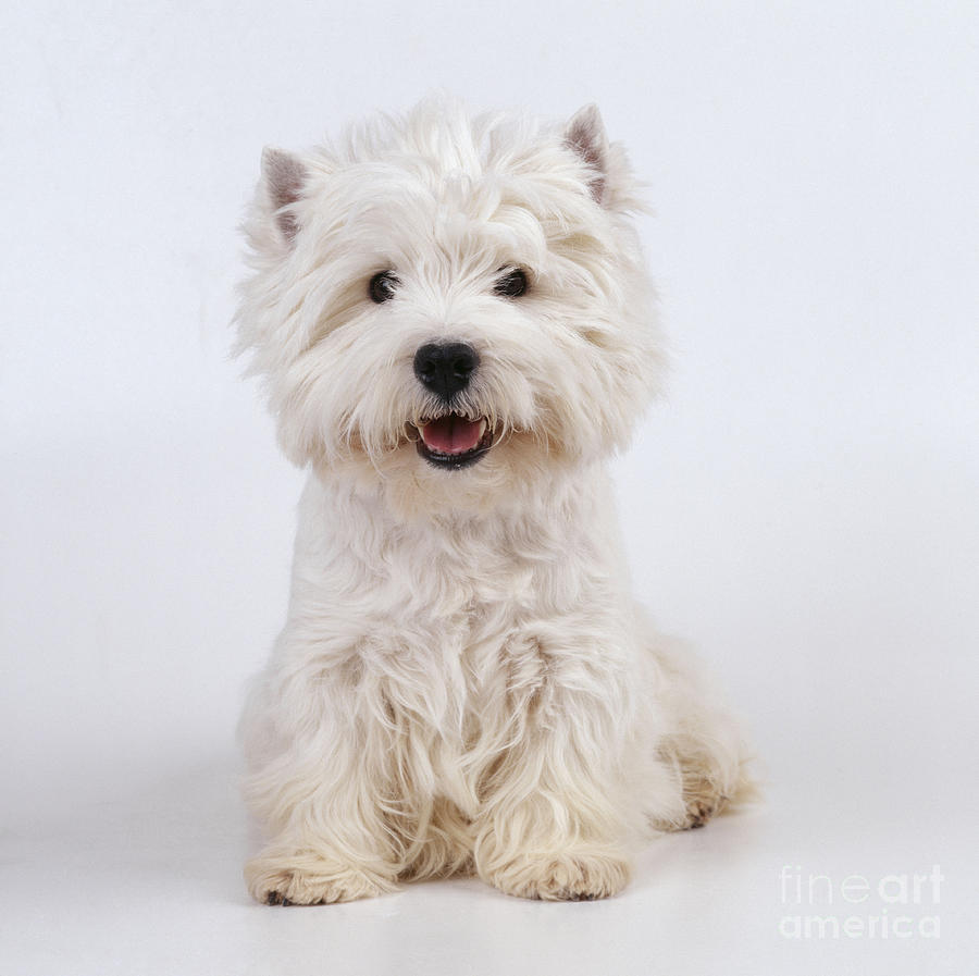 Dog Photograph - West Highland White Terrier Dog by John Daniels