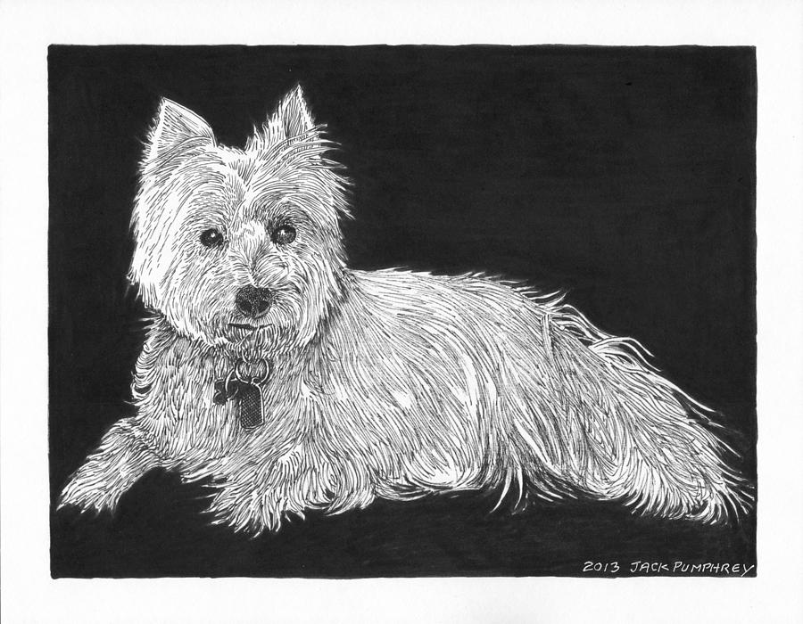 West Highland White Terrier Drawing