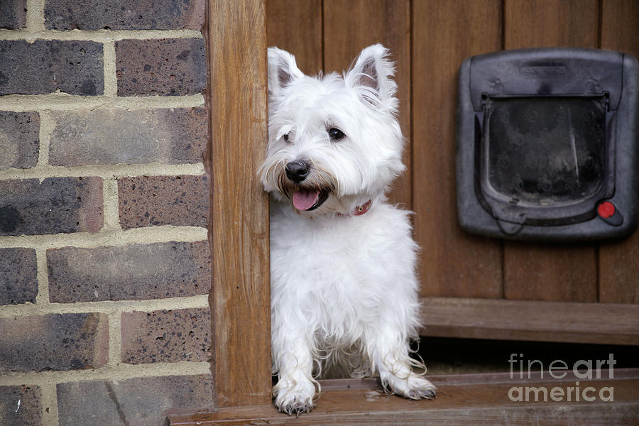 West Highland White Terrier Photograph by John Daniels
