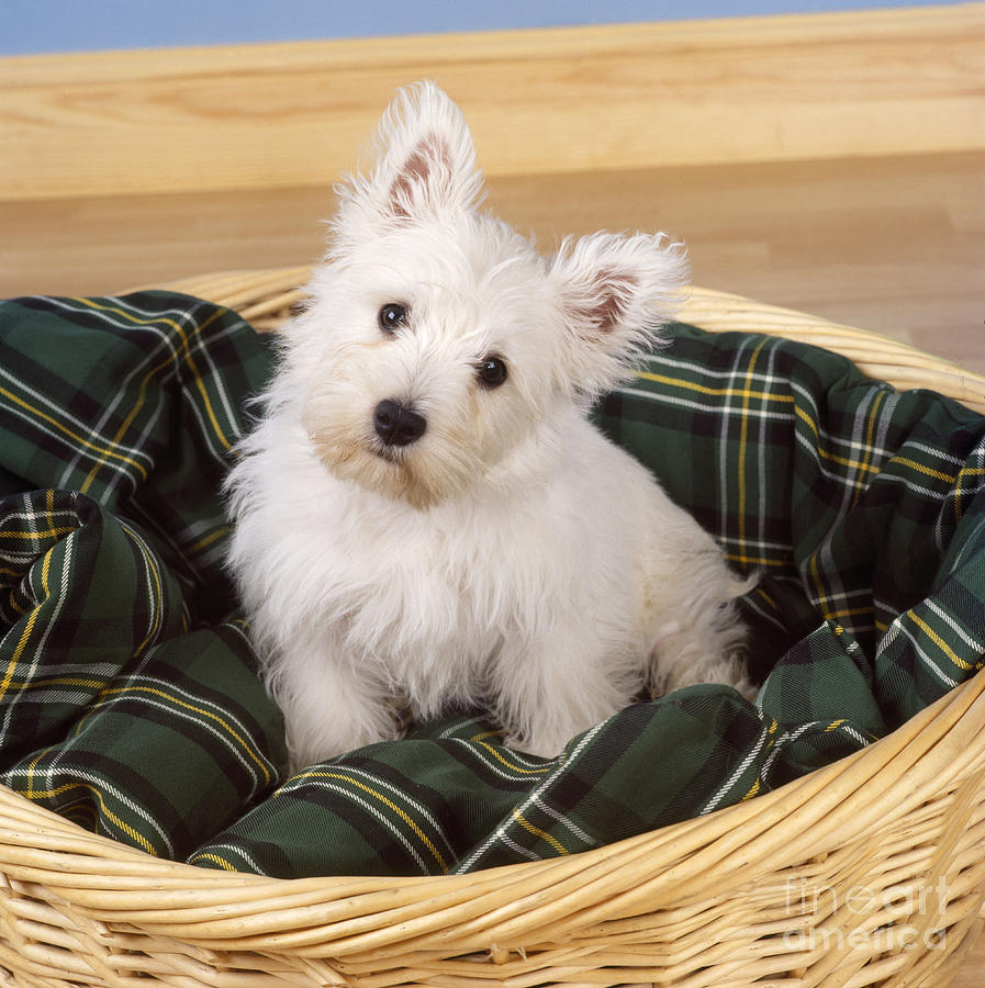 Mammal Photograph - West Highland White Terrier Puppy by John Daniels