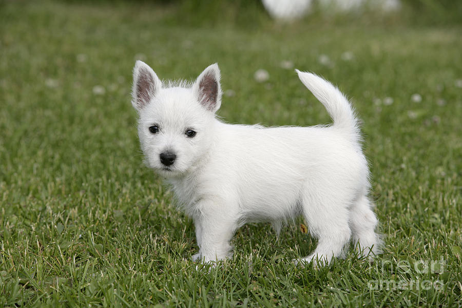 West Highland White Terrier Puppy Photograph by Rolf Kopfle