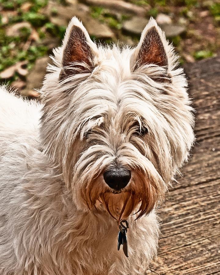 West Highland White Terrier Photograph by Robert L Jackson