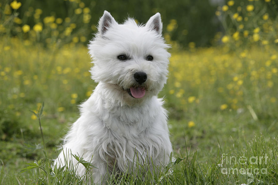 West Highland White Terrier Photograph by Rolf Kopfle