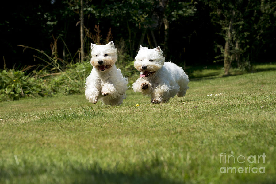 West Highland White Terriers Photograph by John Daniels