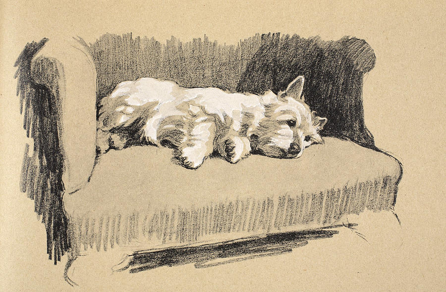 Dog Drawing - West Highlander, 1930 by Cecil Charles Windsor Aldin