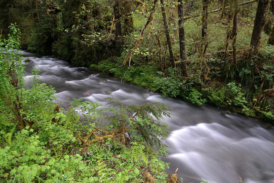 Nature Photograph - West Hum Bug Creek by Jeff Swan