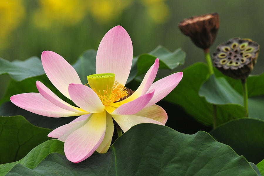 West India Lotus Photograph by Dan Myers