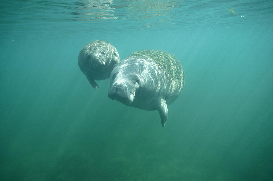 West Indian Manatee And Young Wintering Photograph by Tui De Roy