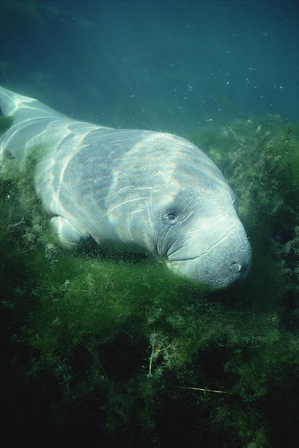 West Indian Manatee Foraging Crystal Photograph by Tui De Roy