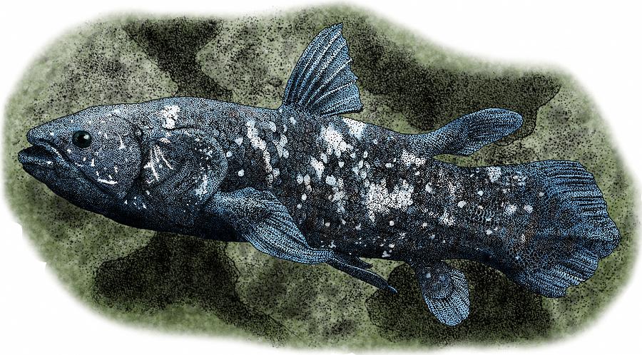 West Indian Ocean Coelacanth Photograph by Roger Hall