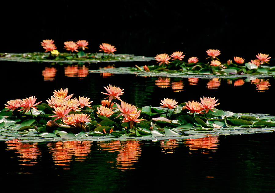 West Lake lotus Photograph by Dennis Cox