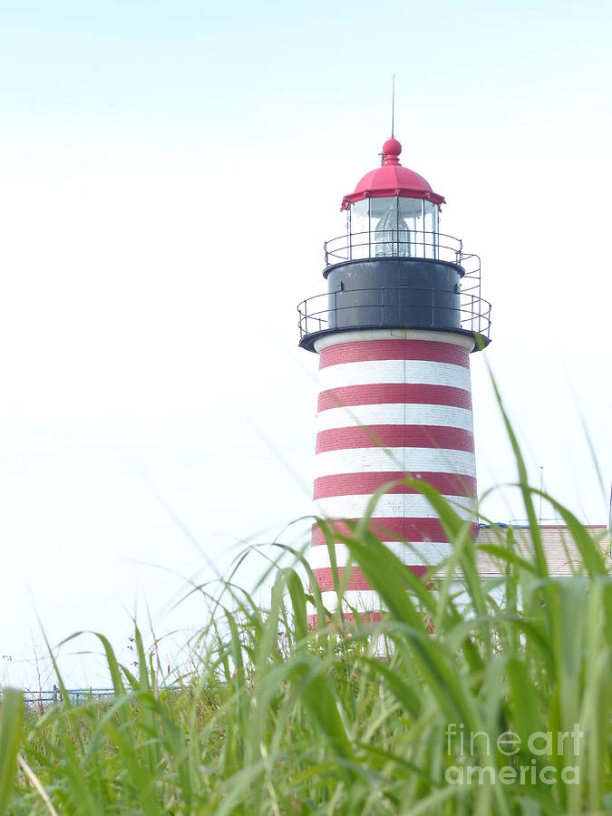 West Quoddy Head Lighthouse Tower from the Field by Christine Stack West Quoddy Head Lighthouse Tower from the Field by Christine Stack
