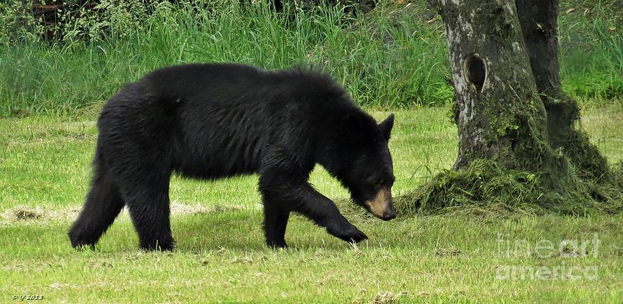 West Virginia Black Bear Photograph by Lonna Ours