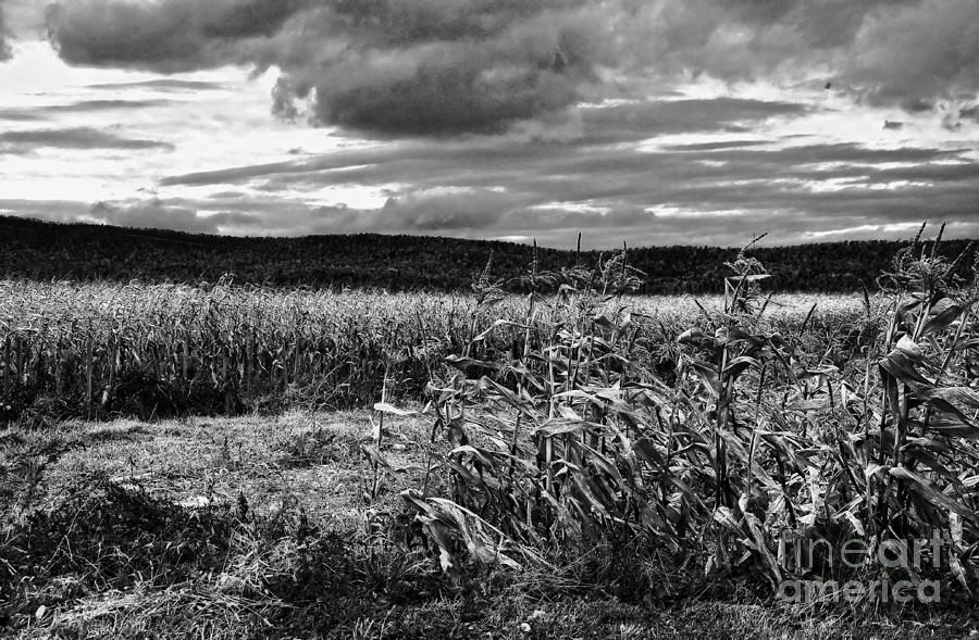 West Virginia Cornfield in Fall black and white Photograph by Kathleen K Parker