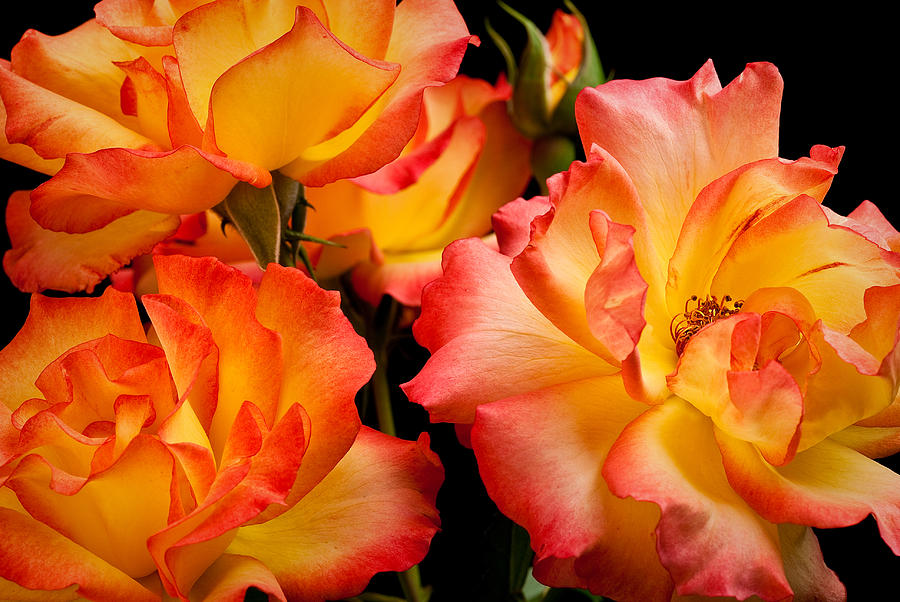 Nature Photograph - Westerland Roses Afire by Onyonet Photo studios