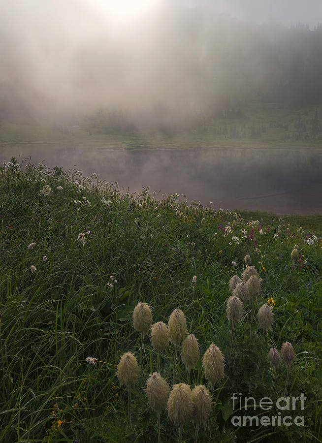 Landscape Photograph - Western Anenome Dawn by Michael Dawson