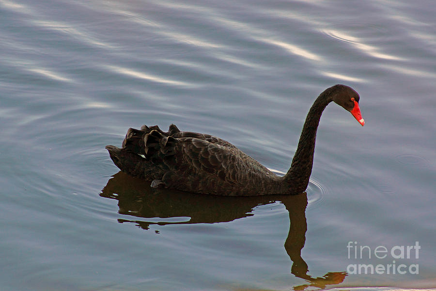 western-australia-s-bird-emblem-photograph-by-cassandra-buckley