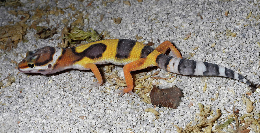 Western Banded Gecko Photograph by Nigel Downer