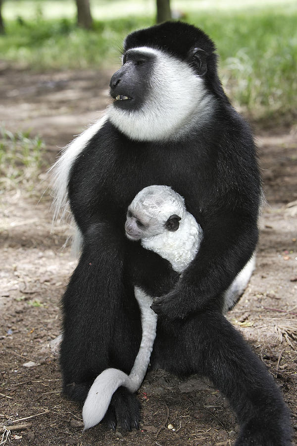 Western Black And White Colobus Monkey Photograph by M. Watson