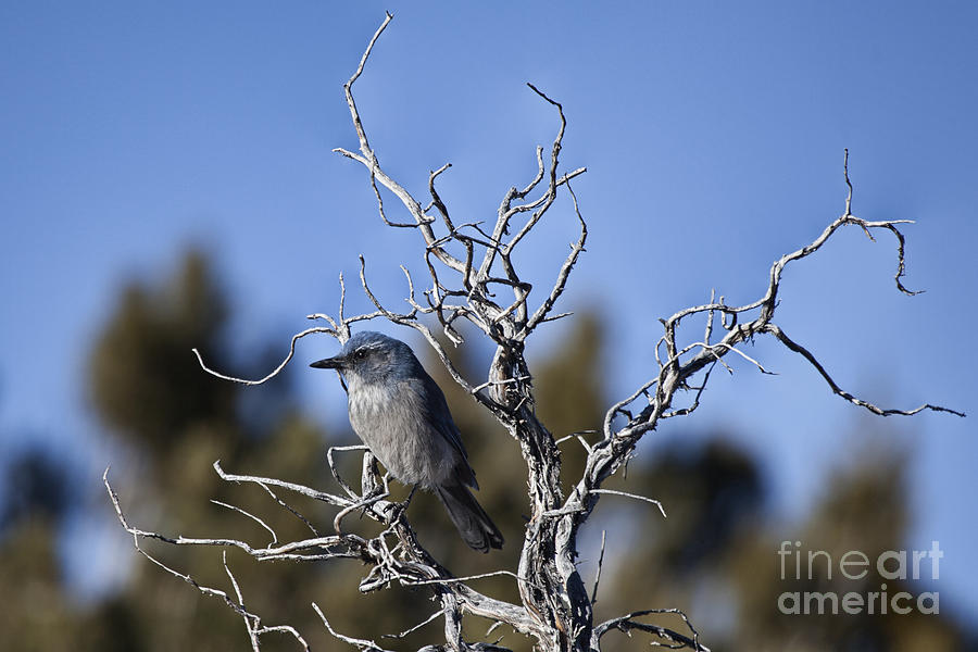 Western Bluebird-Arizona Photograph by Douglas Barnard