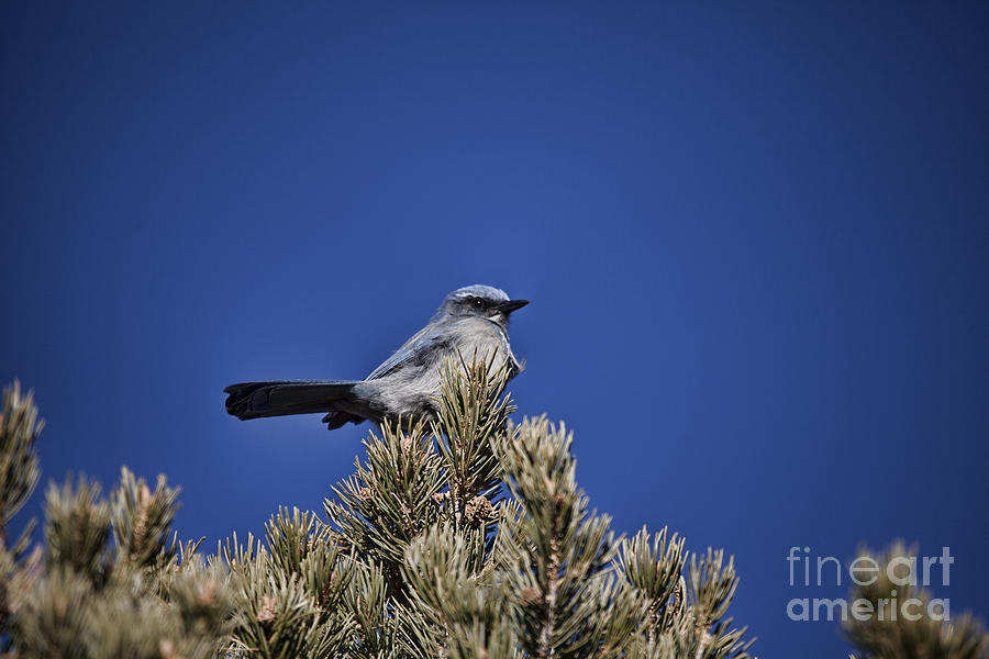 Western Bluebird-Arizona V3 Photograph by Douglas Barnard