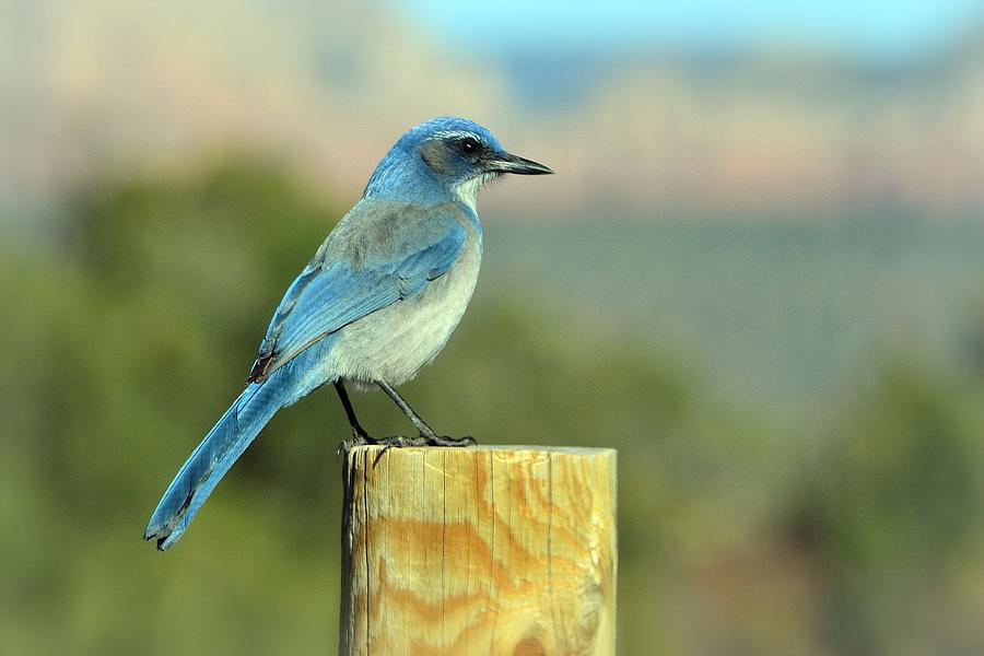 Mountain Bluebird Photograph by Nadalyn Larsen