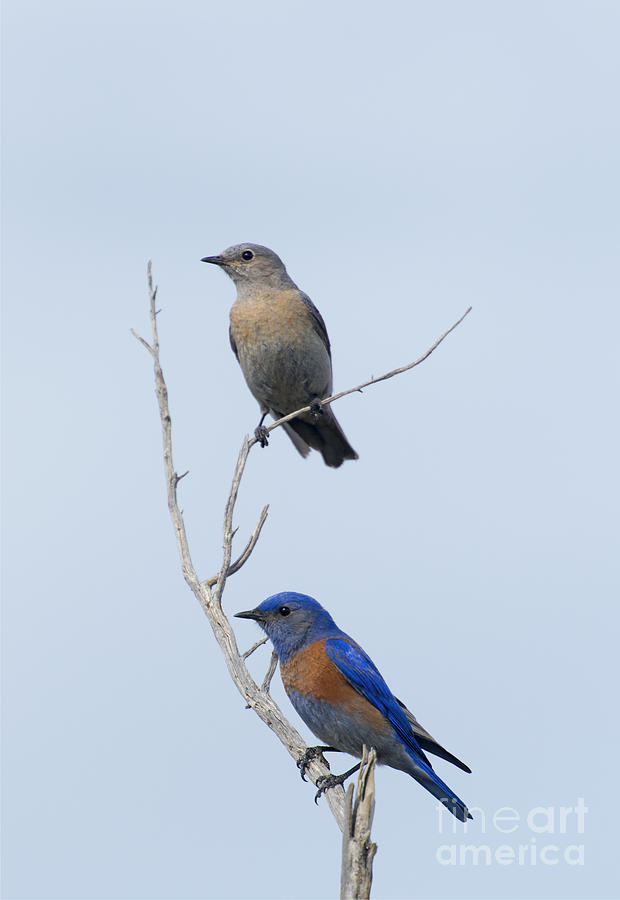 Western Bluebird Pair Photograph by Michael Dawson