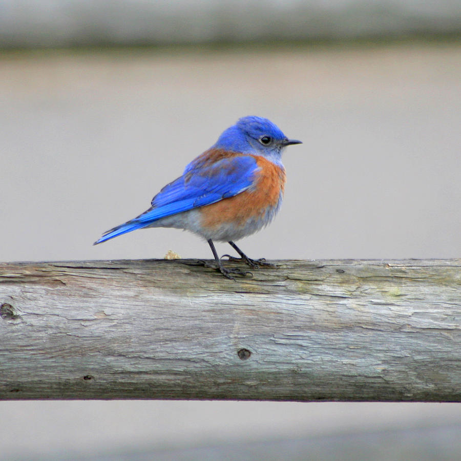 Western Bluebird Perching Photograph by Bob and Jan Shriner | Fine Art ...