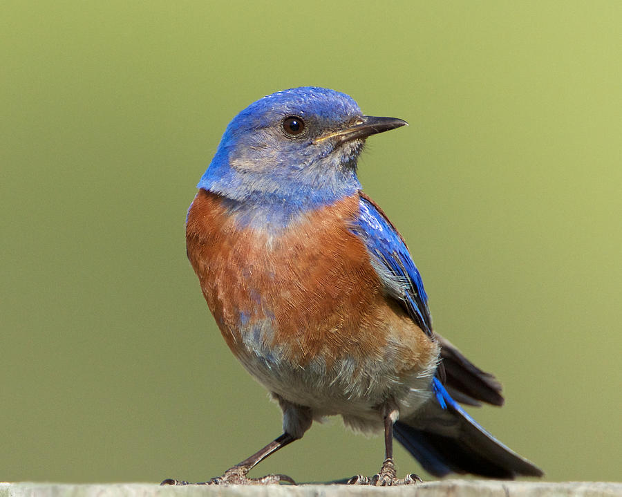 Western Bluebird Photograph by Steve Kaye