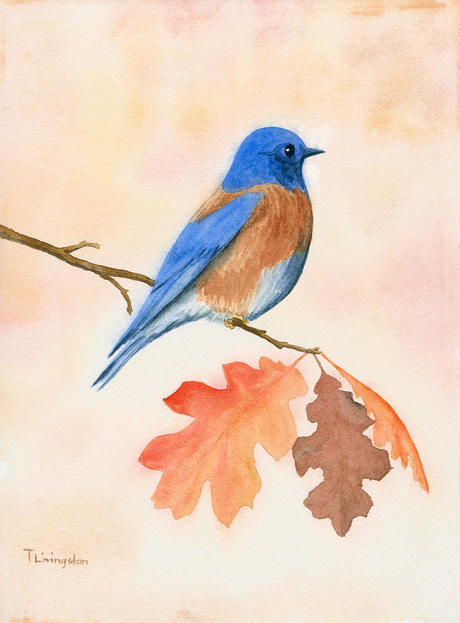 Bluebird Painting - Western Bluebird by Timothy Livingston