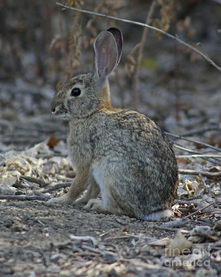 Western Brush Rabbit Photograph by Kenny Bosak
