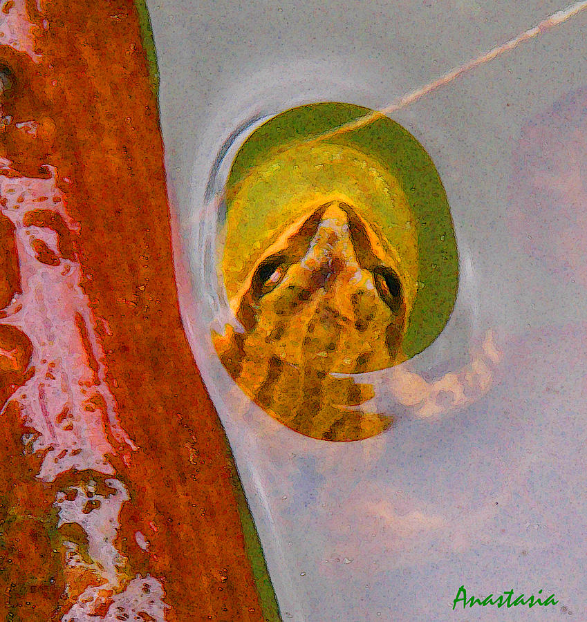 Nature Photograph - Western Chorus Frog I by Anastasia Savage Ealy
