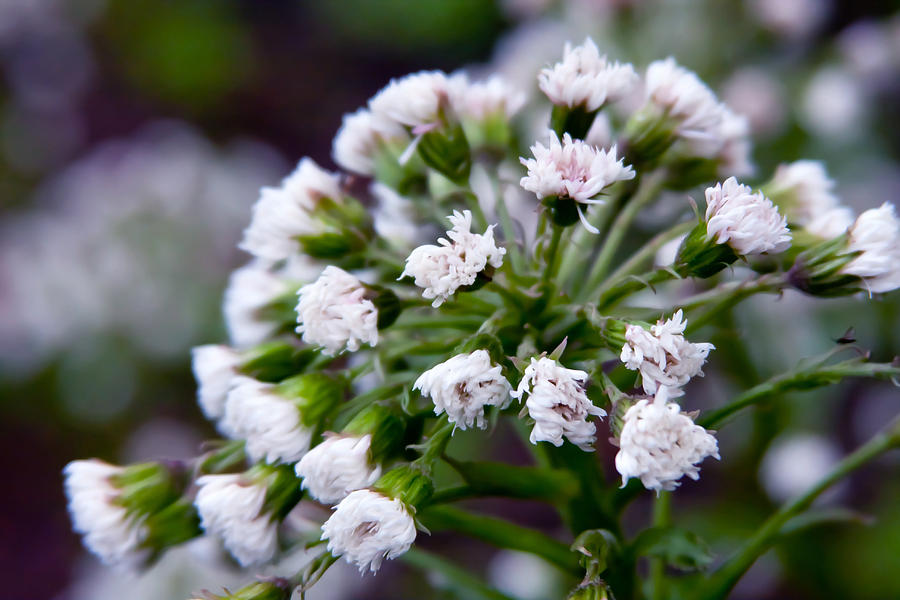 Western Coltsfoot Photograph by Vanessa Thomas | Pixels