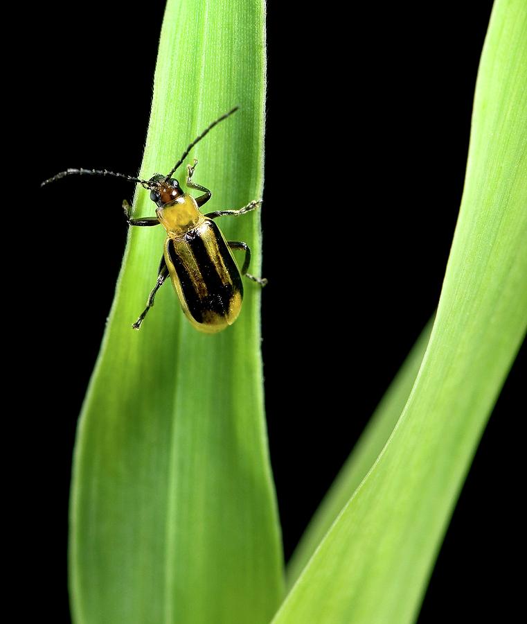 Western Corn Rootworm Beetle Photograph by Stephen Ausmus/us Department Of Agriculture/science Photo Library
