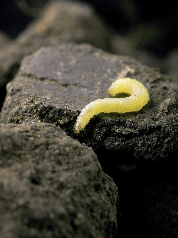 Western Corn Rootworm Larva Photograph by Peggy Greb/us Department Of Agriculture/science Photo Library