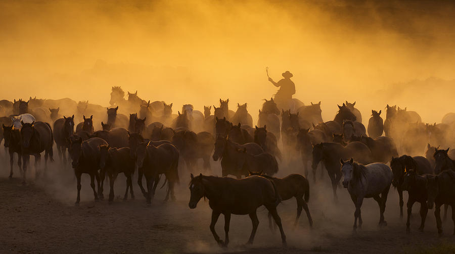 Western cowboys riding horses, roping wild horses Photograph by Danm