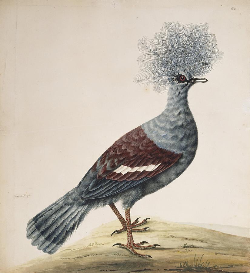 western crowned pigeon