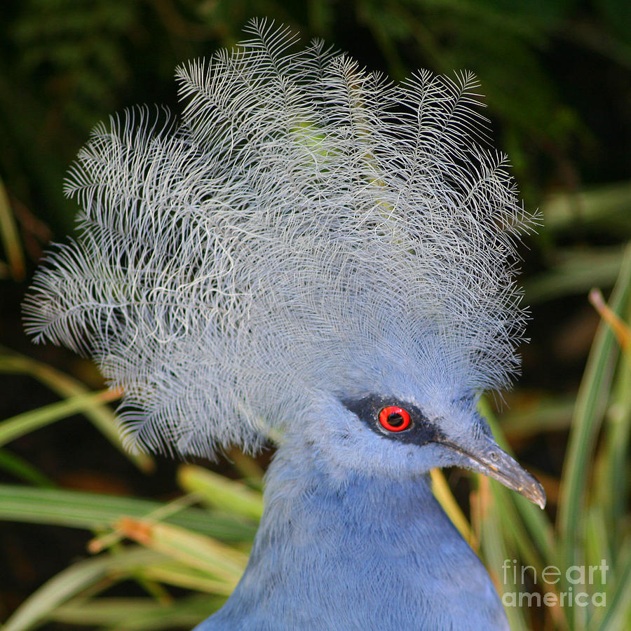 western crowned pigeon