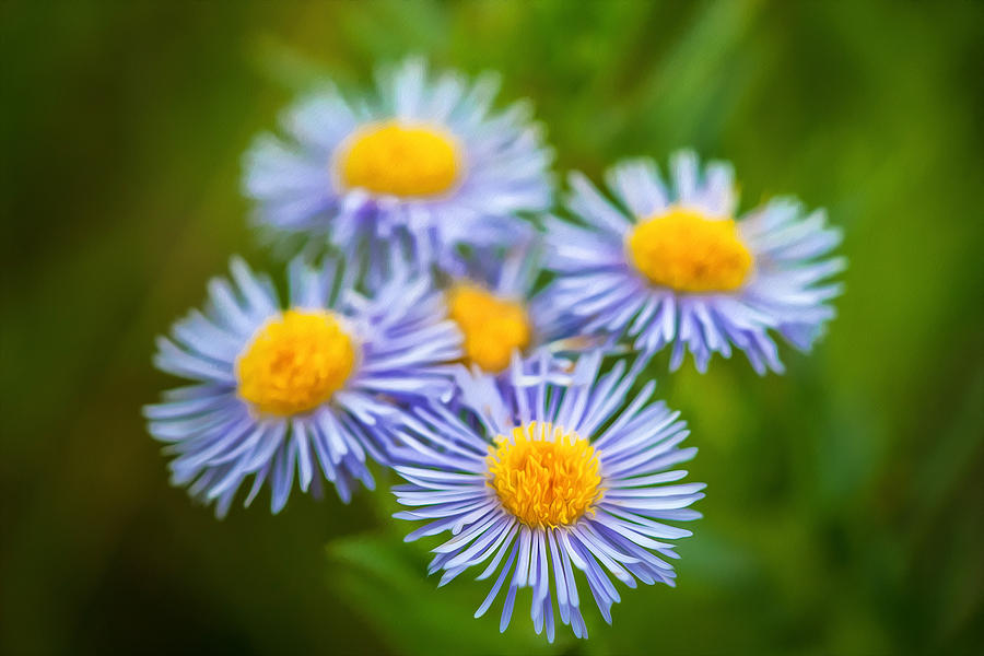 Western Daisies Asters Glacier National Park Painted Photograph by Rich Franco