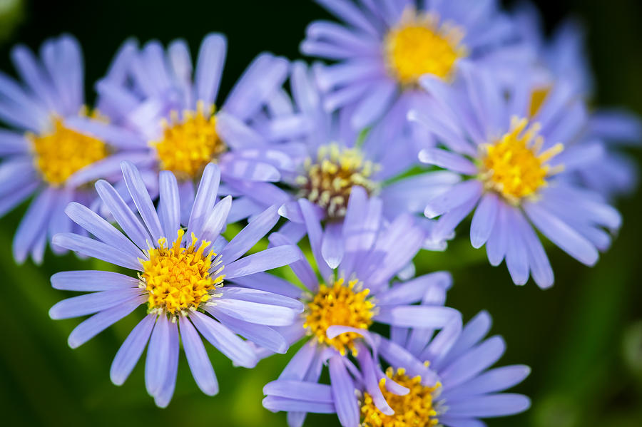 Western Daisies Asters Glacier National Park Photograph by Rich Franco