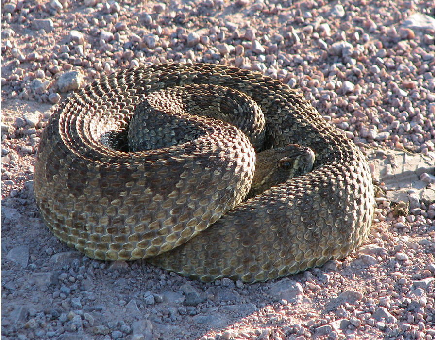 Western Dakota Prairie Rattlesnake Photograph by Marion Muhm - Fine Art ...