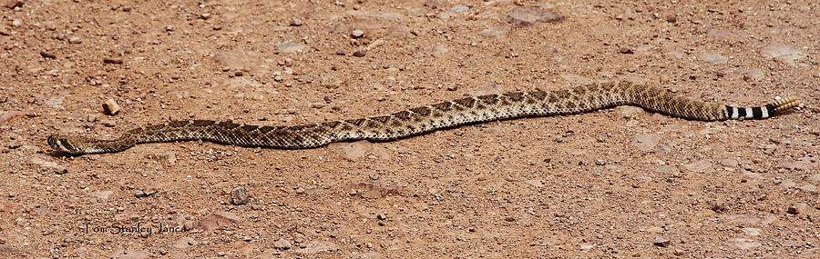 Western Diamondback Rattle Snake Photograph by Tom Janca