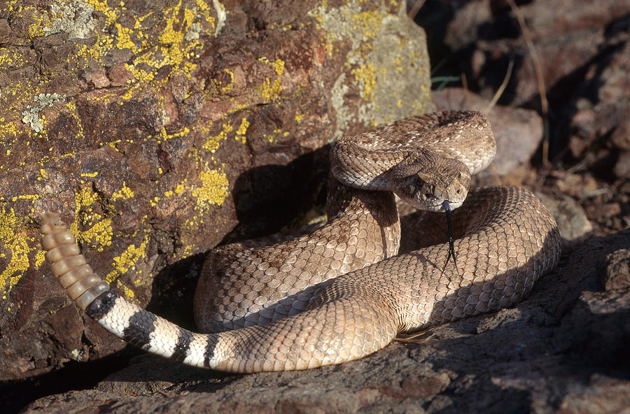 Western Diamondback Rattlesnake Photograph by Craig K. Lorenz