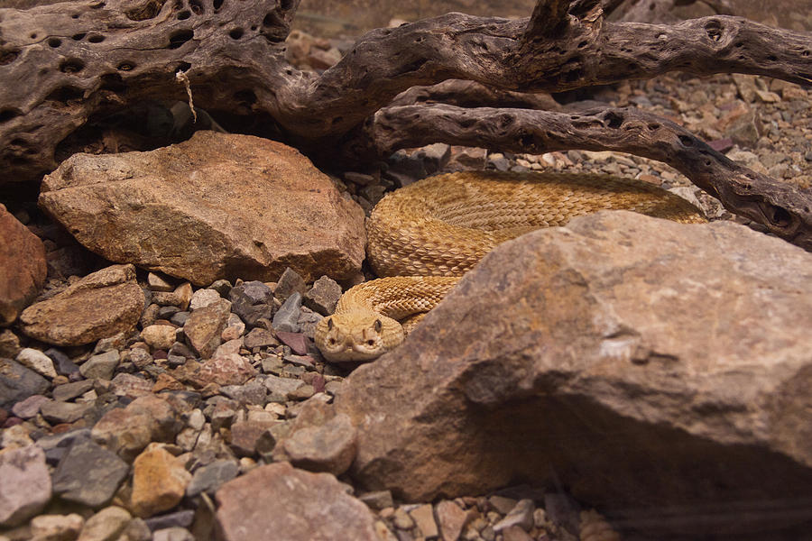 Western Diamondback Rattlesnake Photograph by Douglas Barnett